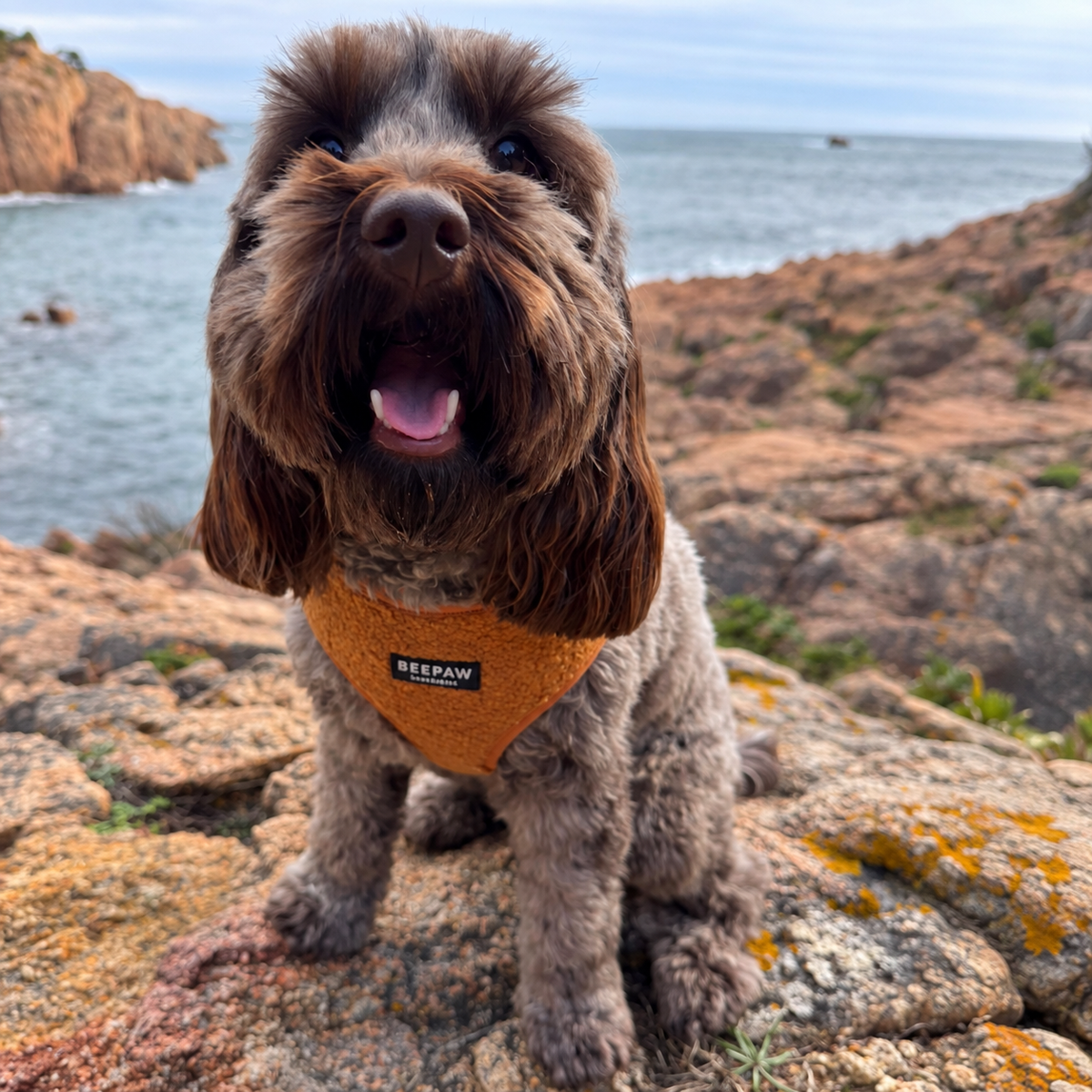 Perro con arnés Teddy Brown en las rocas junto al mar