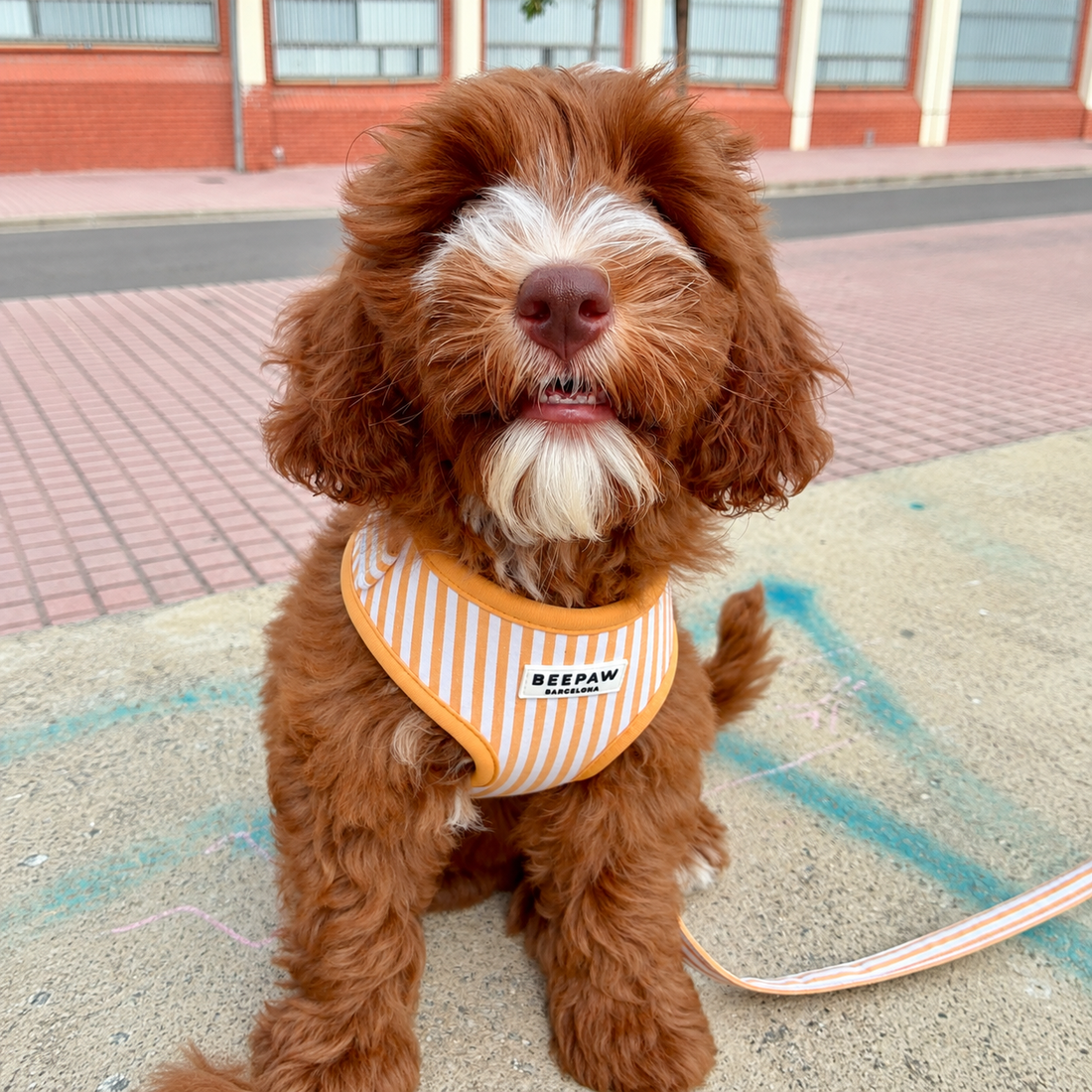 Perro de pelo rizado sentado en la calle con el arnés ajustable Honey Stripes y la correa a juego