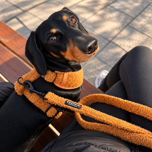 Look Teddy Brown para perro con accesorios a juego, vista 5 – Beepaw Barcelona