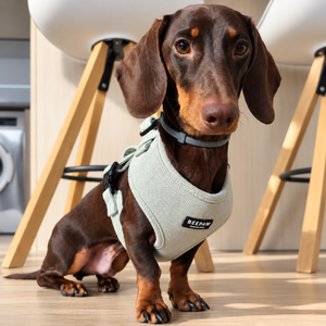 Look Tweed Verde para perro con accesorios a juego, vista 2 – Beepaw Barcelona