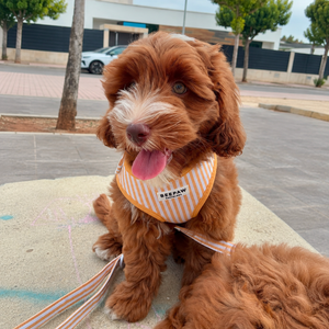 Look Honey Stripes para perro con accesorios a juego, vista 5 – Beepaw Barcelona
