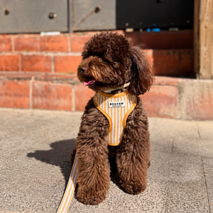 Look Honey Stripes para perro con accesorios a juego, vista 7 – Beepaw Barcelona
