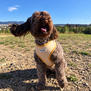Look Honey Stripes para perro con accesorios a juego, vista 8 – Beepaw Barcelona