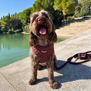 Look Quilted Moka para perro con accesorios a juego, vista 3 – Beepaw Barcelona