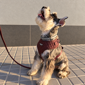 Look Quilted Moka para perro con accesorios a juego, vista 6 – Beepaw Barcelona