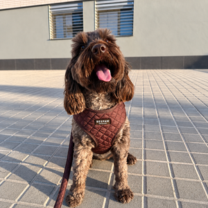 Look Quilted Moka para perro con accesorios a juego, vista 7 – Beepaw Barcelona