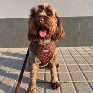 Pack de arnés, collar y correa para perro Quilted Moka – Beepaw Barcelona