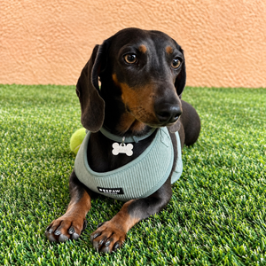 Look Pana Verde para perro con accesorios a juego, vista 2 – Beepaw Barcelona