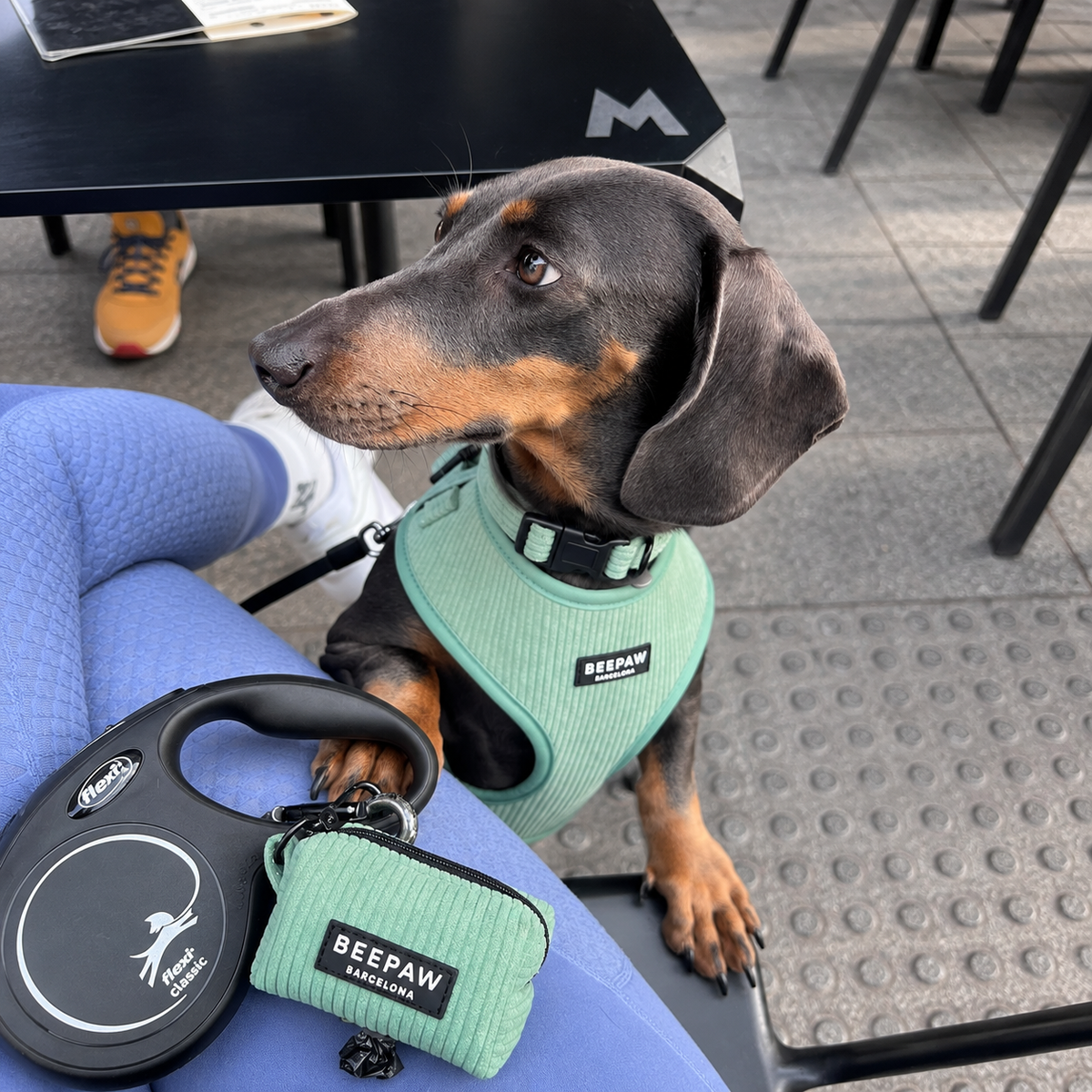 Look Pana Verde para perro con accesorios a juego, vista 3 – Beepaw Barcelona