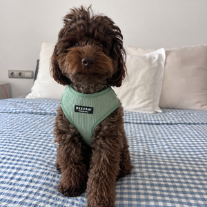 Look Pana Verde para perro con accesorios a juego, vista 4 – Beepaw Barcelona