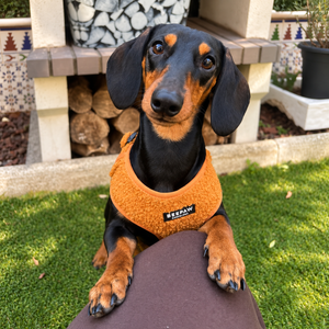 Look Teddy Brown para perro con accesorios a juego – Beepaw Barcelona