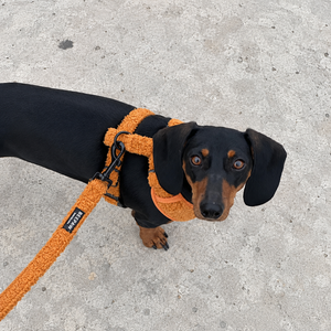 Look Teddy Brown para perro con accesorios a juego, vista 3 – Beepaw Barcelona