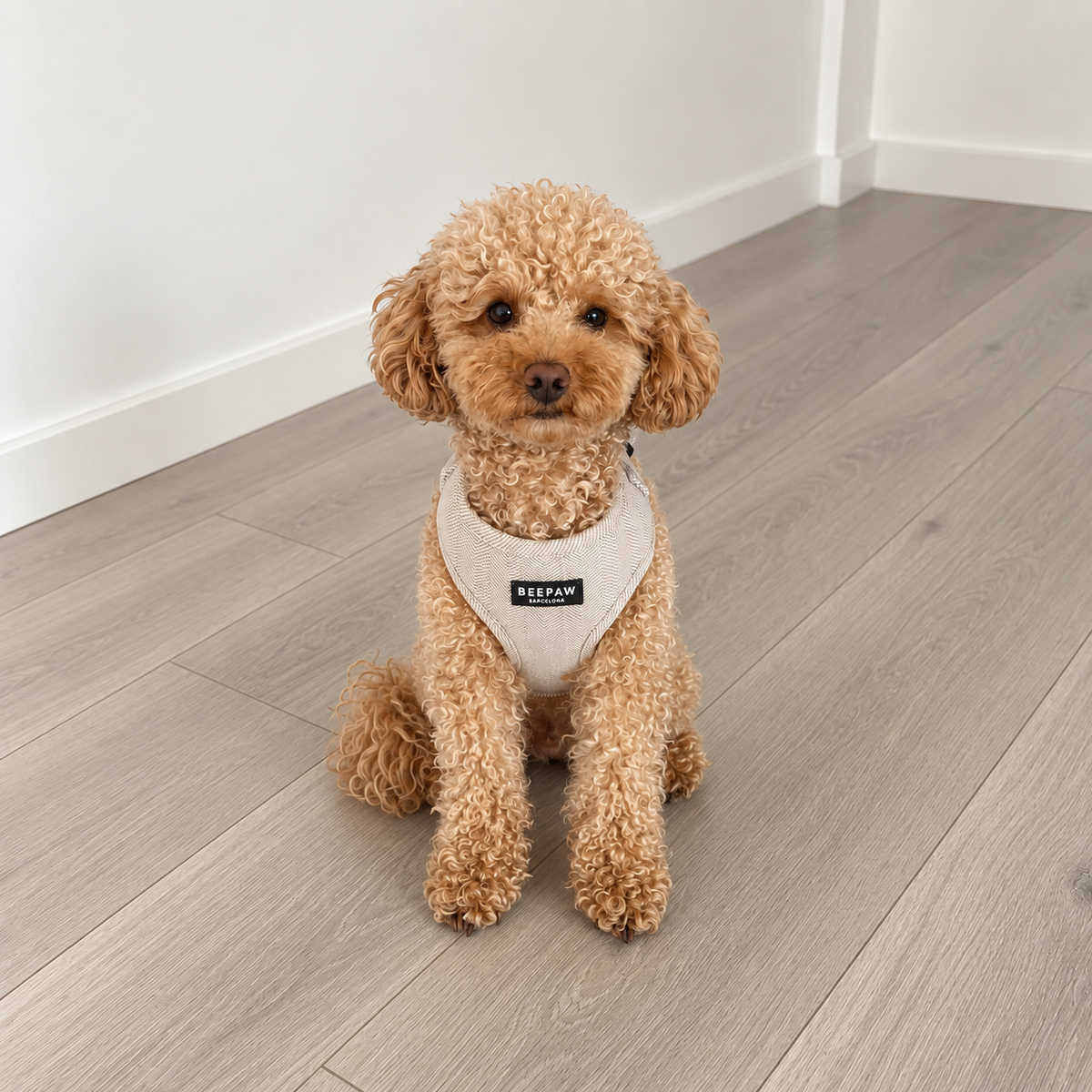 Look Tweed Beige para perro con accesorios a juego – Beepaw Barcelona