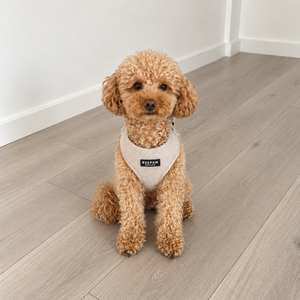 Look Tweed Beige para perro con accesorios a juego – Beepaw Barcelona