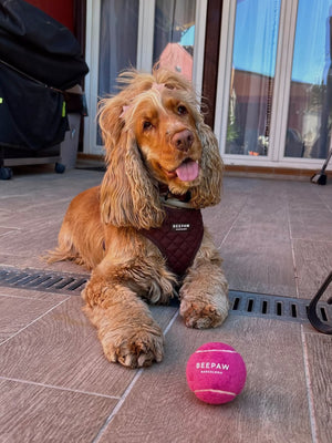 Cocker spaniel tumbado con el arnés ajustable Quilted Moka de Beepaw, acolchado en color moka, junto a una pelota de tenis rosa