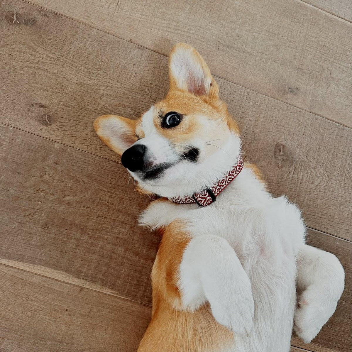 Corgi tumbado con el collar Boho Granate – Beepaw Barcelona