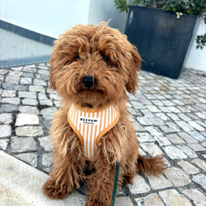 Look Honey Stripes para perro con accesorios a juego, vista 4 – Beepaw Barcelona
