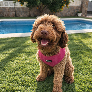 Look Pana Burdeos para perro con accesorios a juego, vista 2 – Beepaw Barcelona