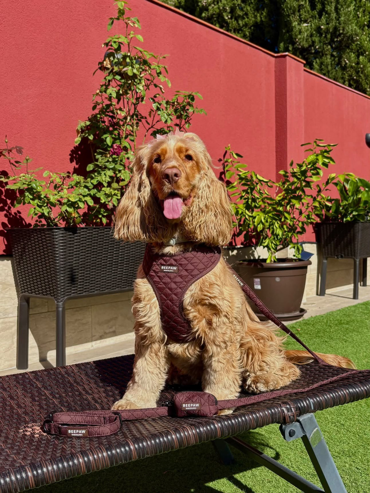 Cocker spaniel con el pack Quilted Moka de Beepaw: arnés ajustable acolchado, correa y portabolsas a juego en color moka